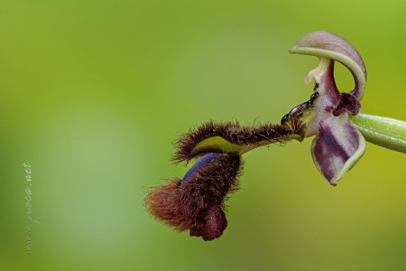 Ophrys speculum Link