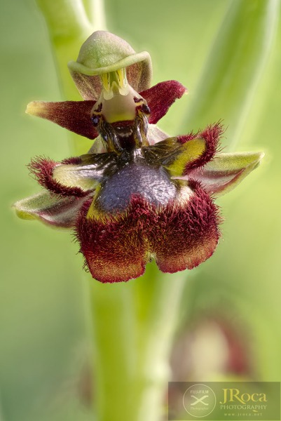 Ophrys speculum Link