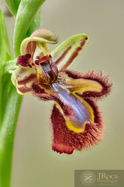 Ophrys speculum Link