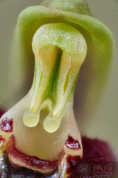 Ophrys speculum Link
