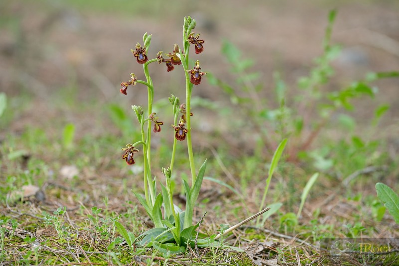 Ophrys speculum Link