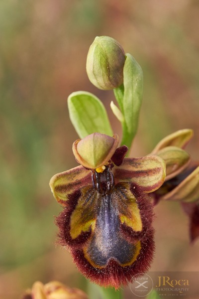 Ophrys speculum Link