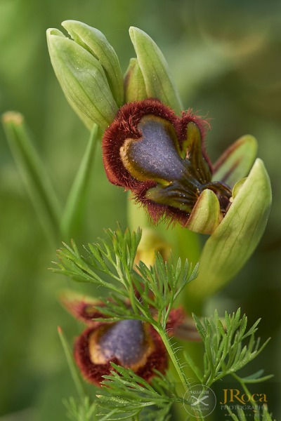 Ophrys speculum Link