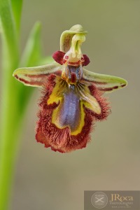 Ophrys speculum Link