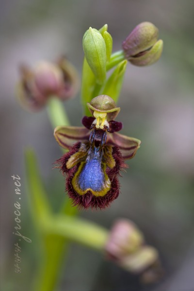 Ophrys speculum Link