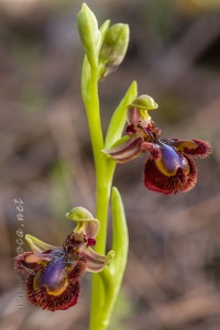 Ophrys speculum Link