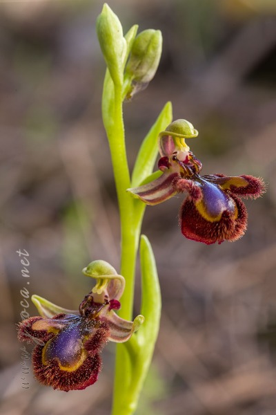 Ophrys speculum Link