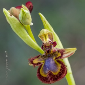 Ophrys speculum Link