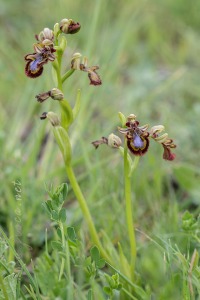 Ophrys speculum Link
