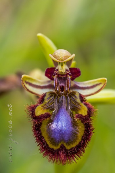 Ophrys speculum Link