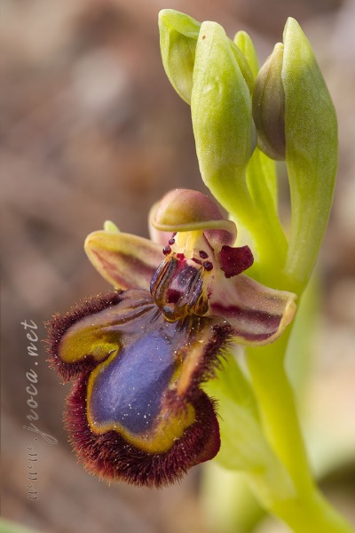 Ophrys speculum Link