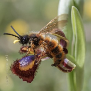 Dasyscolia ciliata (Fabricius, 1787) polinizando Ophrys speculum Link