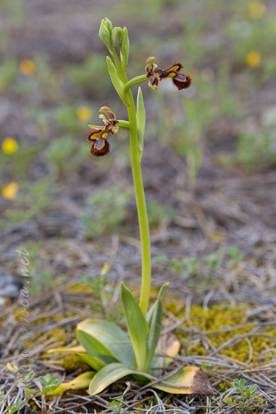 Ophrys speculum Link