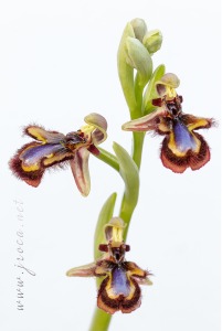 Ophrys speculum Link