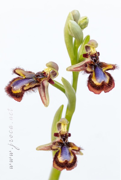Ophrys speculum Link