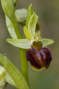 Ophrys sphegodes Mill.