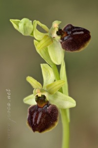 Ophrys sphegodes Mill.
