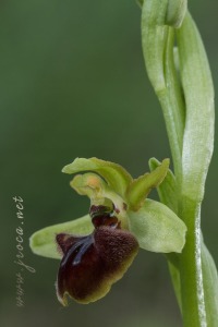 Ophrys sphegodes Mill.