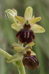 Ophrys sphegodes Mill.