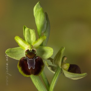 Ophrys sphegodes Mill.