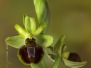 Ophrys sphegodes