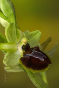 Ophrys sphegodes Mill.