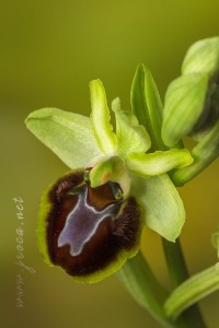 Ophrys sphegodes Mill.