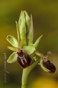Ophrys sphegodes Mill.