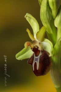 Ophrys sphegodes Mill.