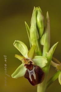 Ophrys sphegodes Mill.