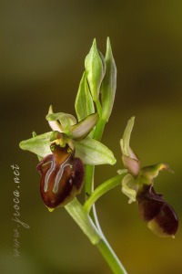 Ophrys sphegodes Mill.