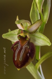 Ophrys sphegodes Mill.