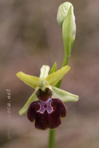 Ophrys sphegodes Mill.