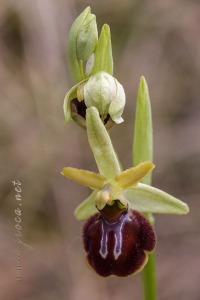 Ophrys sphegodes Mill.