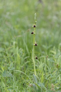 Ophrys sphegodes Mill.