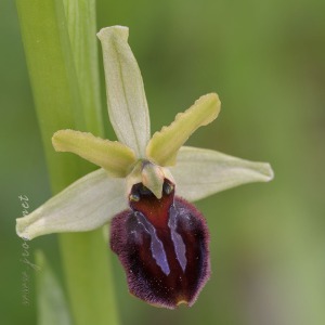 Ophrys sphegodes Mill.