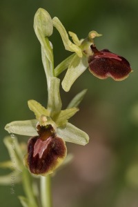 Ophrys sphegodes Mill.
