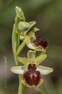 Ophrys sphegodes Mill.