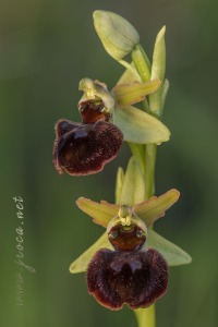 Ophrys sphegodes Mill.