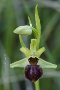 Ophrys sphegodes Mill.