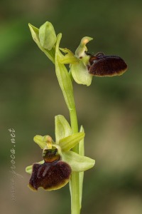 Ophrys sphegodes Mill.