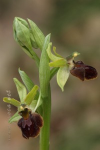 Ophrys sphegodes Mill.