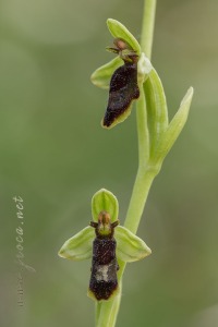 Ophrys subinsectifera Hermosilla & Sabando