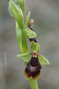 Ophrys subinsectifera Hermosilla & Sabando