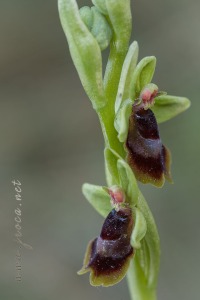 Ophrys subinsectifera Hermosilla & Sabando