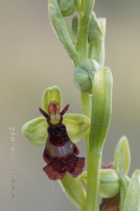 Ophrys subinsectifera Hermosilla & Sabando