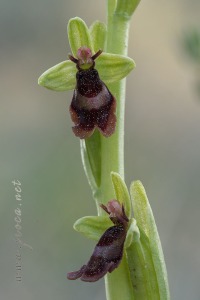 Ophrys subinsectifera Hermosilla & Sabando