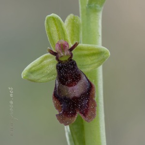 Ophrys subinsectifera Hermosilla & Sabando