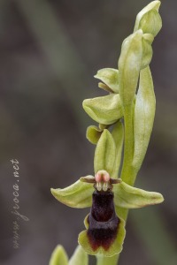 Ophrys subinsectifera Hermosilla & Sabando