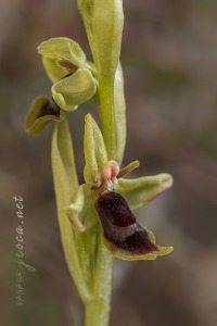 Ophrys subinsectifera Hermosilla & Sabando